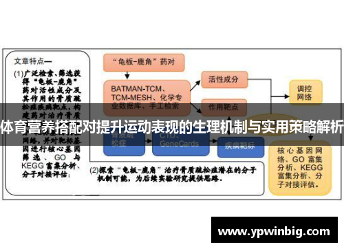 体育营养搭配对提升运动表现的生理机制与实用策略解析
