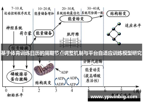 基于体育训练日历的周期节点调整机制与平台自适应训练模型研究